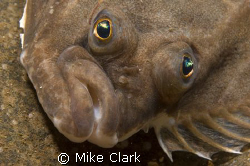 Grumpy!
this plaice didn't look to happy. by Mike Clark 